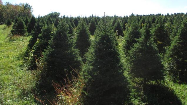 photo of Christmas Trees