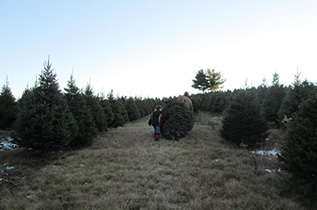 photo of Christmas Trees