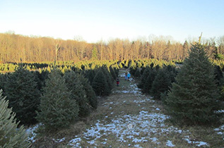 photo of Christmas Trees