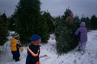 Boston Hill Nursery | Christmas Trees