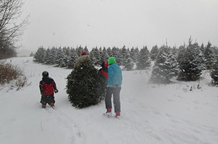 photo of Christmas Trees