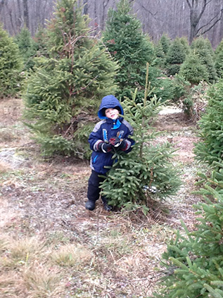 photo of Christmas Trees